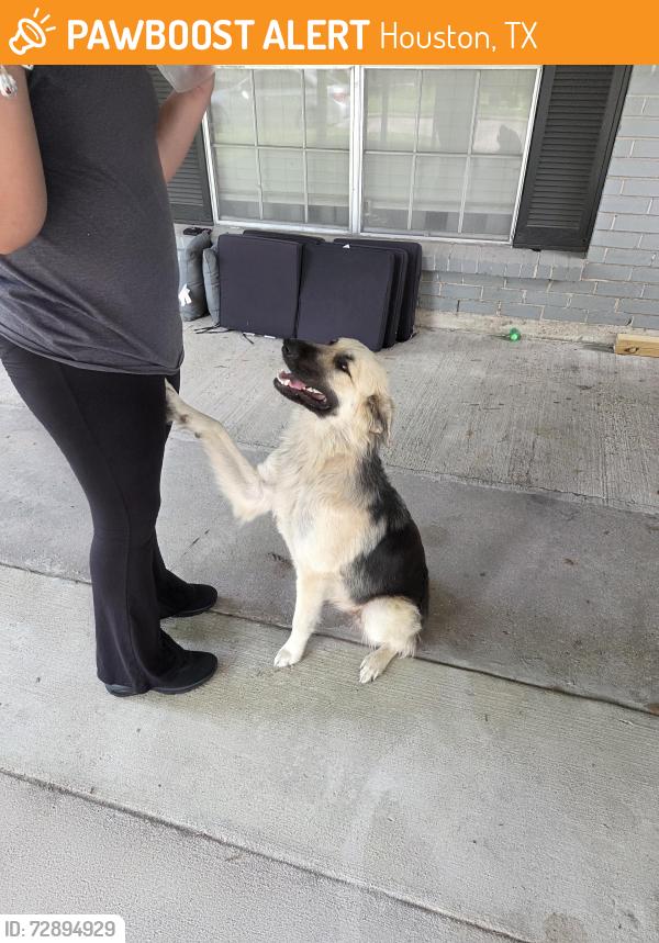 Found/Stray Female Dog last seen Gulfbank , Houston, TX 77037