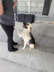 Found/Stray Female Dog last seen Gulfbank , Houston, TX 77037