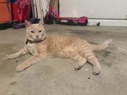 Reunited Male Cat last seen Norn and Woerner-temple , Dublin, OH 43016