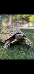 Lost Male Reptile last seen Palm and Jenkins, Bakersfield, CA 93314