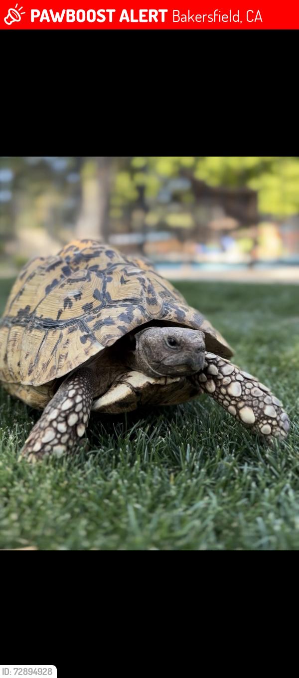 Lost Male Reptile last seen Palm and Jenkins, Bakersfield, CA 93314