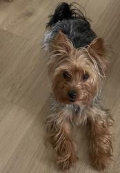 Lost Female Dog last seen Coon Rapids, Coon Rapids, MN 55433