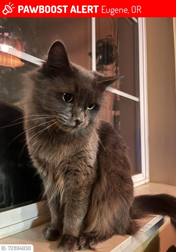 Lost Female Cat last seen Buddha Eye Temple, Eugene, OR 97405