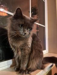 Lost Female Cat last seen Buddha Eye Temple, Eugene, OR 97405