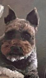 Lost Female Dog last seen Donald Lee Hollowell Parkway, Atlanta, GA 30318