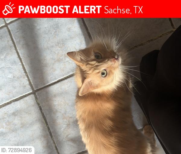 Lost Male Cat last seen Sachse high school , Sachse, TX 75048