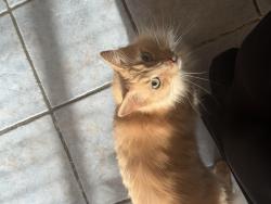 Lost Male Cat last seen Sachse high school , Sachse, TX 75048