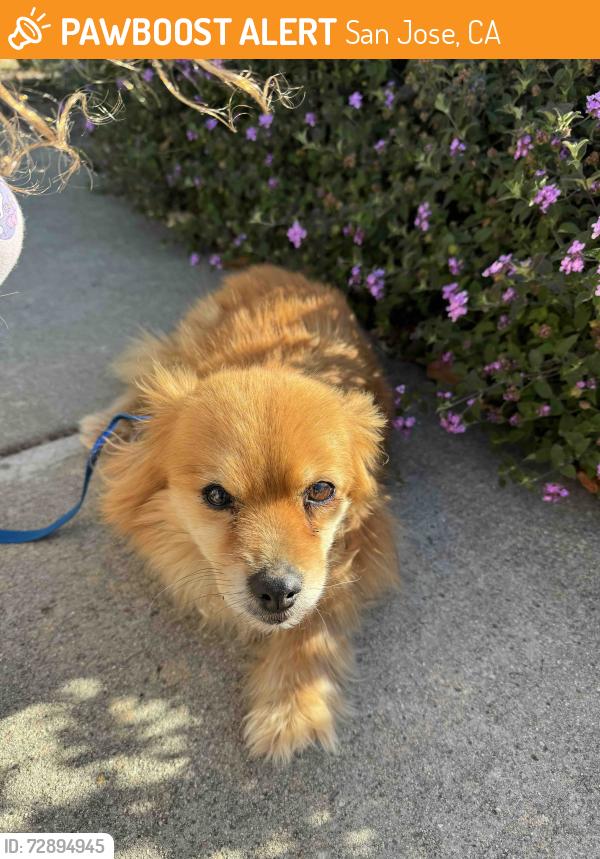 Found/Stray Unknown Dog last seen Wild Meadow way, San Jose, CA 95135