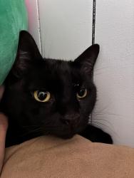 Found/Stray Unknown Cat last seen Holly Dr and 100th St SW, Everett, WA 98204