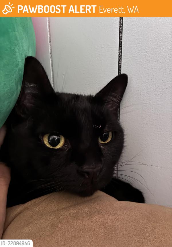 Found/Stray Unknown Cat last seen Holly Dr and 100th St SW, Everett, WA 98204