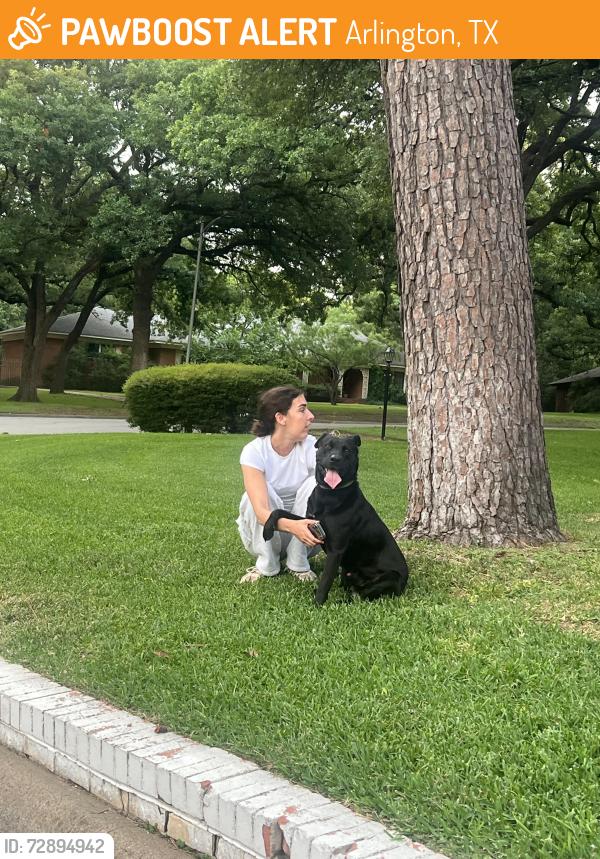 Found/Stray Male Dog last seen Collins and mitc st , Arlington, TX 76010