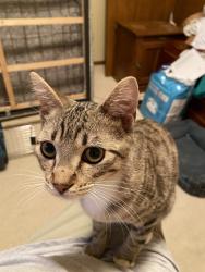 Lost Male Cat last seen Perkins st., Lynndale blvd., Appleton, WI 54914