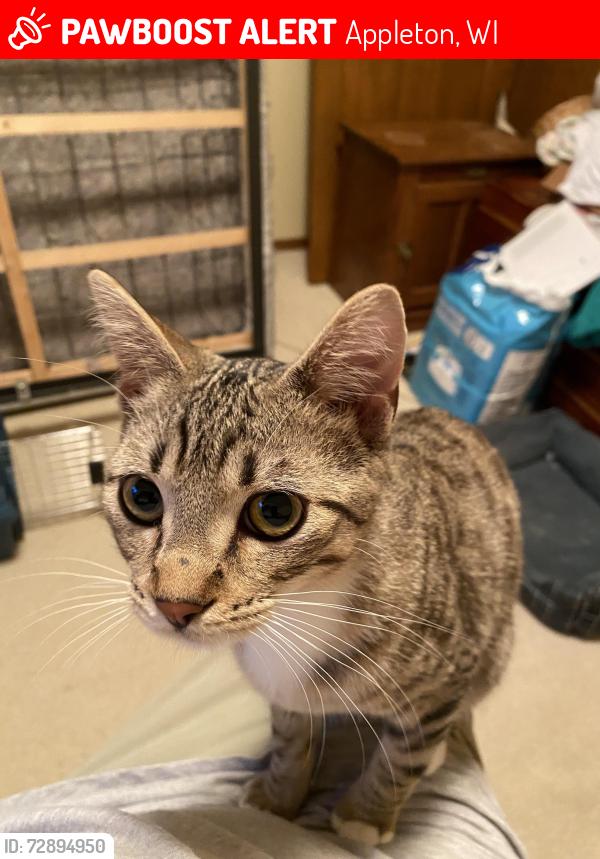 Lost Male Cat last seen Perkins st., Lynndale blvd., Appleton, WI 54914