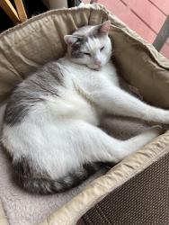 Lost Male Cat last seen My backyard, Shallowford rd. and Barcelona dr is the back street. , Knoxville, TN 37923