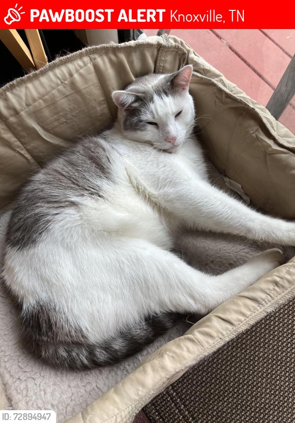 Lost Male Cat last seen My backyard, Shallowford rd. and Barcelona dr is the back street. , Knoxville, TN 37923