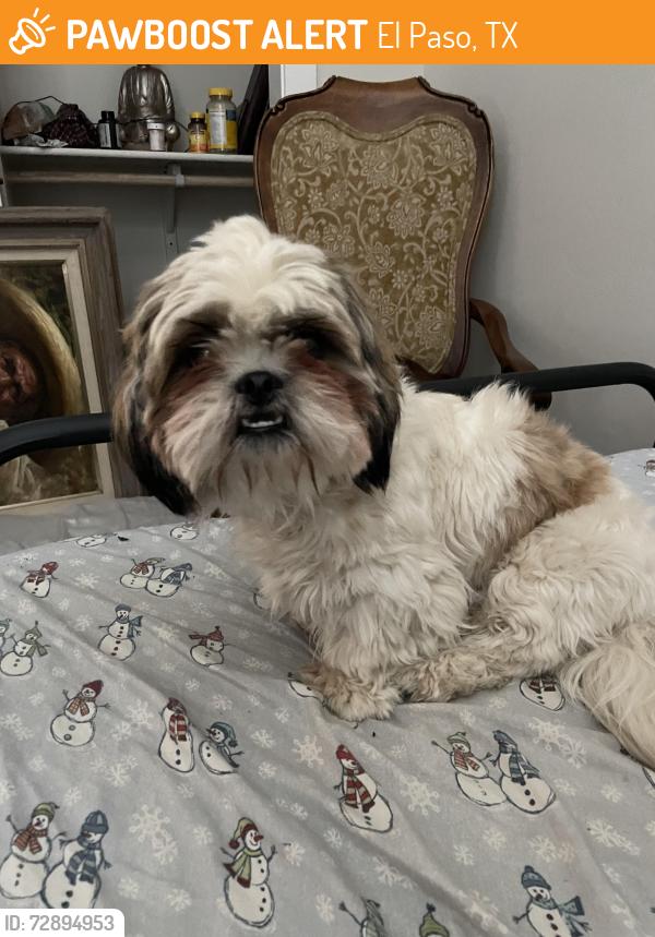 Found/Stray Female Dog last seen Edgemere and mager , El Paso, TX 79934