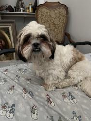 Found/Stray Female Dog last seen Edgemere and mager , El Paso, TX 79934
