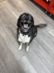 Found/Stray Female Dog last seen West Pershing, Cheyenne, WY 82003