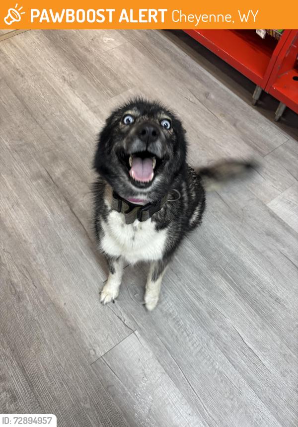Found/Stray Female Dog last seen West Pershing, Cheyenne, WY 82003