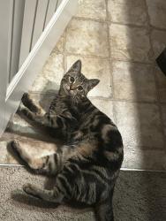 Lost Male Cat last seen Eagle and McMillan , Boise, ID 83713