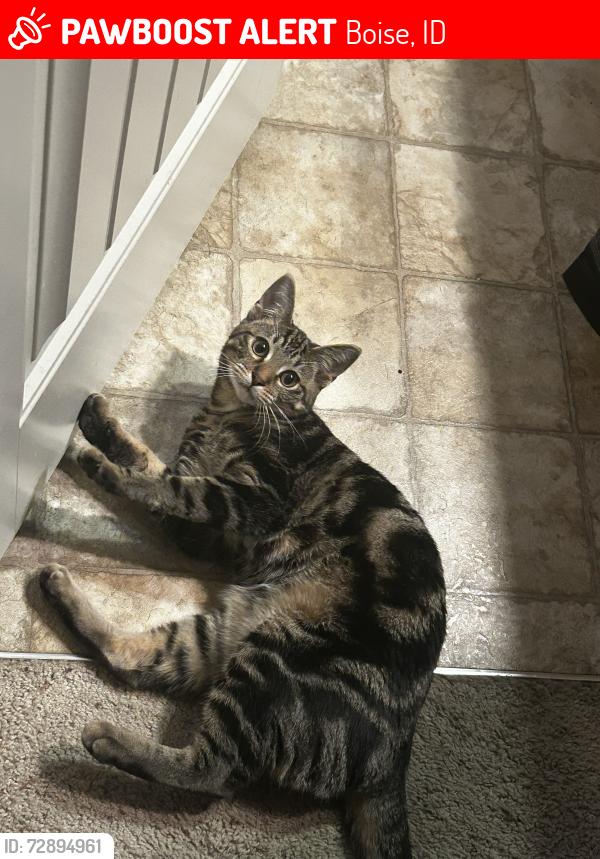 Lost Male Cat last seen Eagle and McMillan , Boise, ID 83713