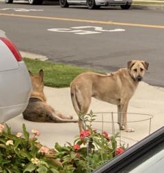 Found/Stray Unknown Dog last seen Brockway St and Towneway Dr, El Monte, CA 91731