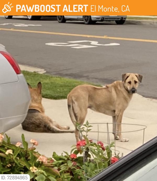 Found/Stray Unknown Dog last seen Brockway St and Towneway Dr, El Monte, CA 91731