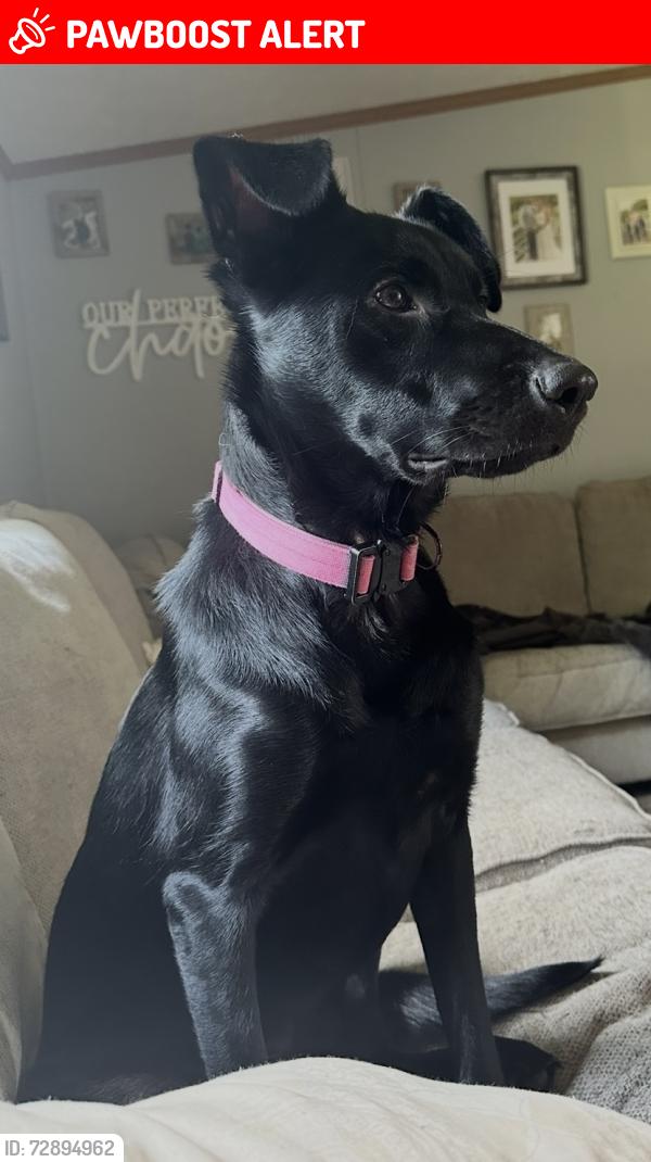 Lost Female Dog last seen Settler trail, sighting near Sorenson Lake Rd and Green Acres Court, Crow Wing County, MN 56465
