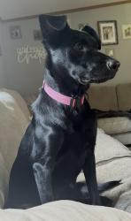 Lost Female Dog last seen Settler trail, sighting near Sorenson Lake Rd and Green Acres Court, Crow Wing County, MN 56465