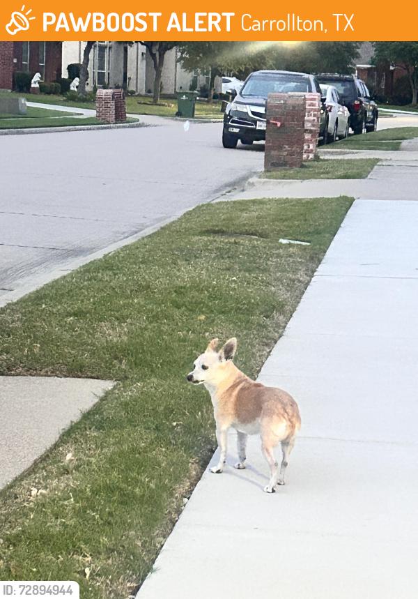 Found/Stray Unknown Dog last seen Indian Run and Ottawa Street neighborhood , Carrollton, TX 75010