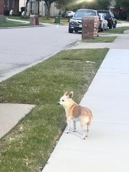 Found/Stray Unknown Dog last seen Indian Run and Ottawa Street neighborhood , Carrollton, TX 75010