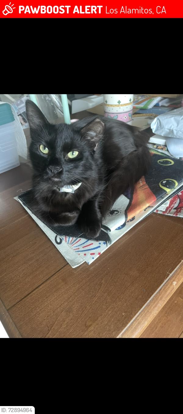 Lost Male Cat last seen Bunker Hill / Howard, Los Alamitos, CA 90720