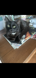 Lost Male Cat last seen Bunker Hill / Howard, Los Alamitos, CA 90720