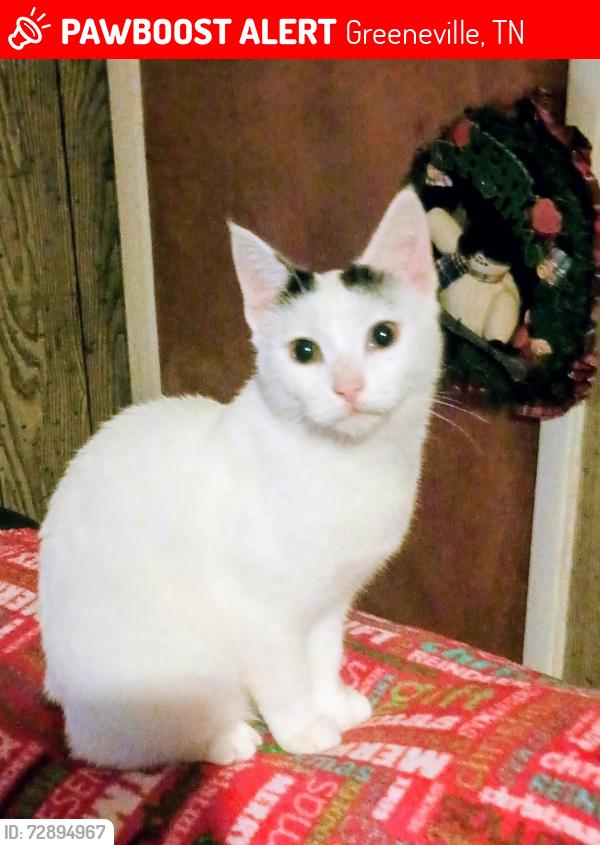 Lost Female Cat last seen Old baylinton rd, Greeneville, TN 37745