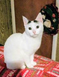 Lost Female Cat last seen Old baylinton rd, Greeneville, TN 37745