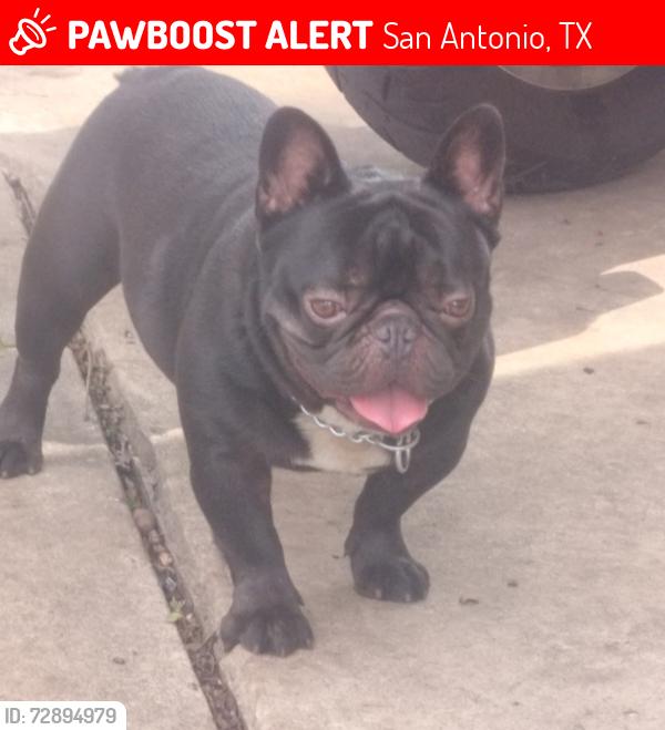 Lost Male Dog last seen Delmar/ Gevers, San Antonio, TX 78210