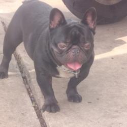 Lost Male Dog last seen Delmar/ Gevers, San Antonio, TX 78210