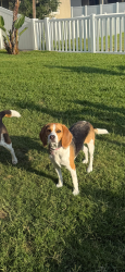 Lost Female Dog last seen Bergstrom Bay Triple Creek, Riverview, FL 33579