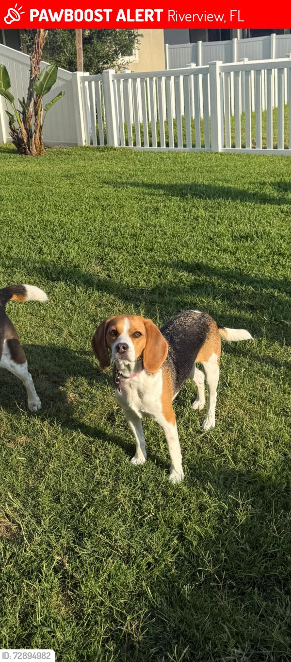 Lost Female Dog last seen Bergstrom Bay Triple Creek, Riverview, FL 33579