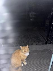 Found/Stray Unknown Cat last seen Tremper HS area, Kenosha, WI 53140