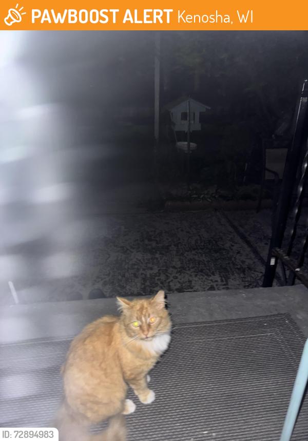 Found/Stray Unknown Cat last seen Tremper HS area, Kenosha, WI 53140