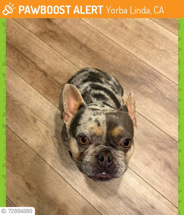 Found/Stray Female Dog last seen Via Melinda and Via Vallarta, Yorba Linda, CA 92887