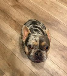Found/Stray Female Dog last seen Via Melinda and Via Vallarta, Yorba Linda, CA 92887