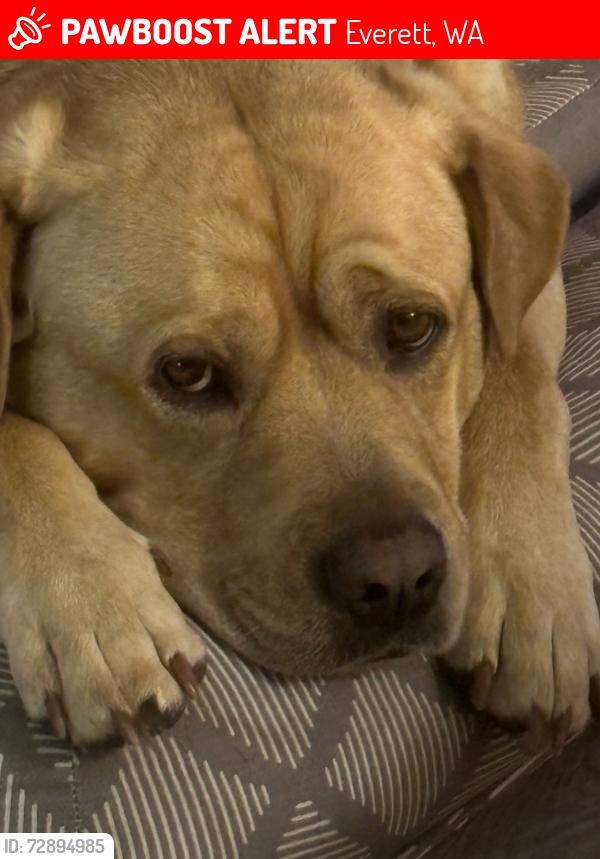 Lost Female Dog last seen Evergreen way, Everett , Everett, WA 98203