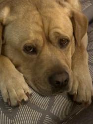 Lost Female Dog last seen Evergreen way, Everett , Everett, WA 98203