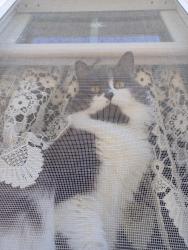 Lost Female Cat last seen W. Mtn & Brooks St, Worcester, MA 01606