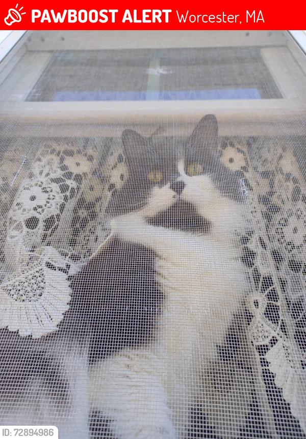Lost Female Cat last seen W. Mtn & Brooks St, Worcester, MA 01606