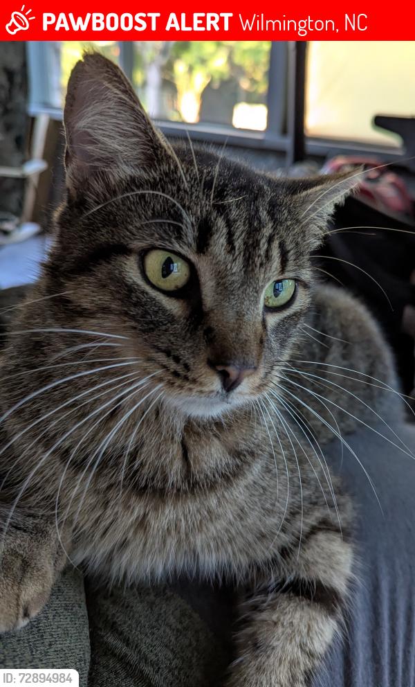 Lost Male Cat last seen Masonboro Sound, Wilmington, NC 28409