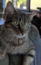 Lost Male Cat last seen Masonboro Sound, Wilmington, NC 28409