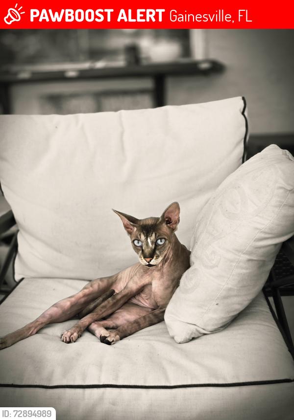 Lost Male Cat last seen Foxfire Woods community, Gainesville, FL 32606